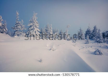 Incredible winter morning in Carpathian mountains with snow covered fir trees. Colorful outdoor scene, Happy New Year celebration concept. Artistic style post processed photo.