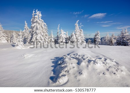 Marvelous winter morning in Carpathian mountains with snow covered fir trees. Sunny outdoor scene, Happy New Year celebration concept. Artistic style post processed photo.