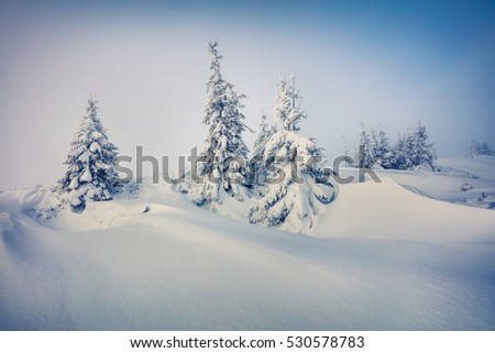 Fantastic winter view in Carpathian mountains with snow covered fir trees. Colorful outdoor scene, Happy New Year celebration concept. Artistic style post processed photo.