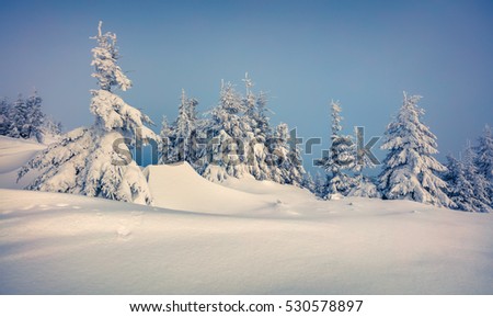 Fantastic winter view in Carpathian mountains with snow covered fir trees. Colorful outdoor scene, Happy New Year celebration concept. Artistic style post processed photo.