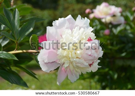 Big blooming botanical white-pink peony flower in the garden in spring