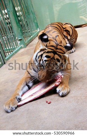 Tiger in the Zoo eating the meat off the bone