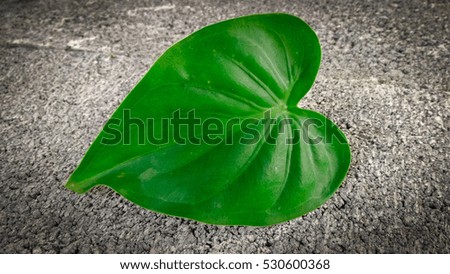 Heart-shaped green leaves.