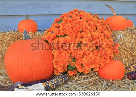 Picture of typical for Fall holiday, Thanksgiving and Harvest decoration from pumpkins, corn (maize), Bails of Hay and colorful Autumn mums arranged as decoration
