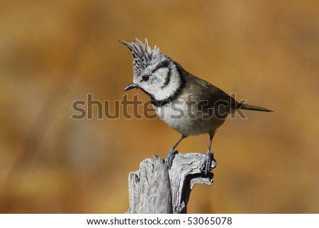 Crested Tit in autumn
