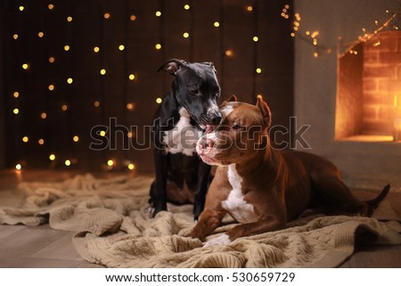 Happy New Year, Christmas, pet in the room. Pit bull dog, holidays and celebration. Relax in the room by the fireplace