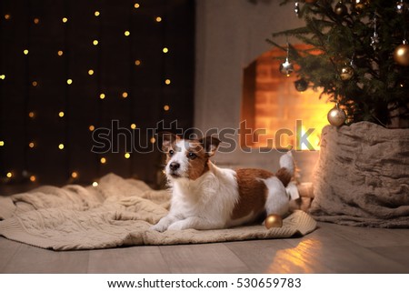 Dog Jack Russell Terrier Christmas season 2017, new year, holidays and celebration