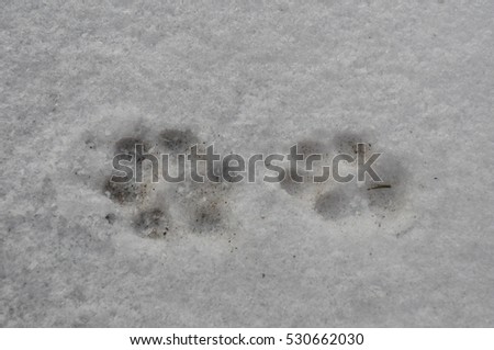 Cat footprint in snow, front foot and back foot
