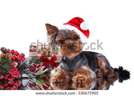 Cute Yorkshire Terrier with Christmas decorations and Santa Claus hat on a white background