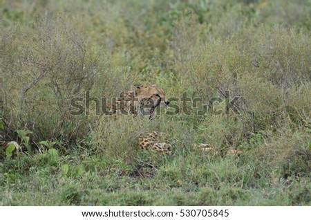 Cheetah in the bushes in Ndutu near Ngorongoro crater in Tanzania 
