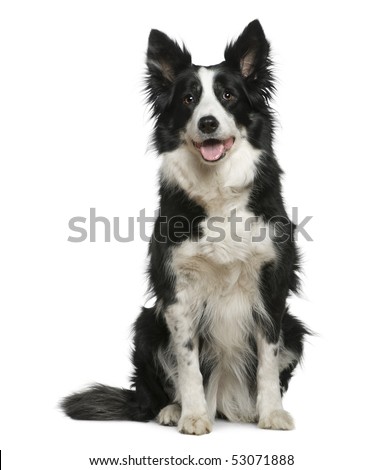 Border Collie, 10 years old, sitting in front of white background