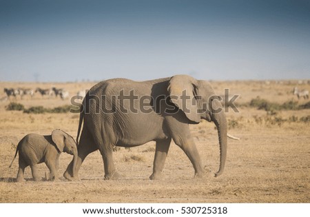 Small elephant with mother in Amboseli National Park Kenya
