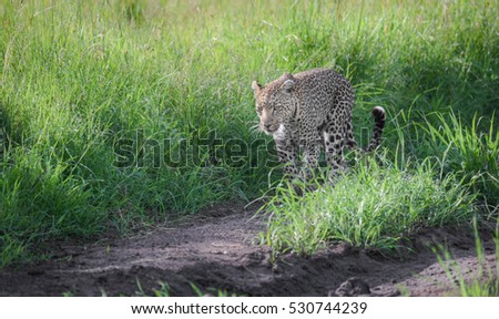 Leopard walking carefree on the safari vehicle tracks, Serengeti, Tanzania

