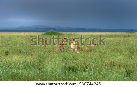 Youthful Lion pride resting in the wet season ahead of a thunderstorm, Serengeti, Tanzania, Africa
