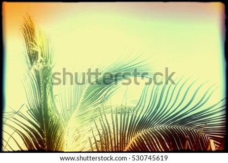 Abstract caribbean palm tree leaves in motion. Colorful retro style branches moving on tropical beach, ideal for travel blog, design template, print magazine. Image with vintage color filter effect