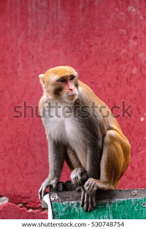 Burmese monkey in Myanmar
