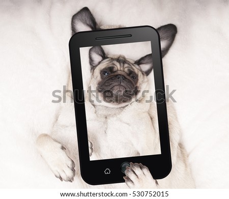 cute pug puppy dog lying on blanket on back, taking selfie with mobile phone