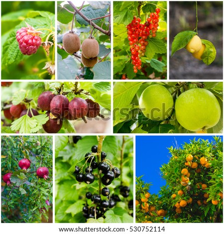 set of fresh ripe fruits on tree. different fruit on a tree branch. collage of various fruits and berries in the garden