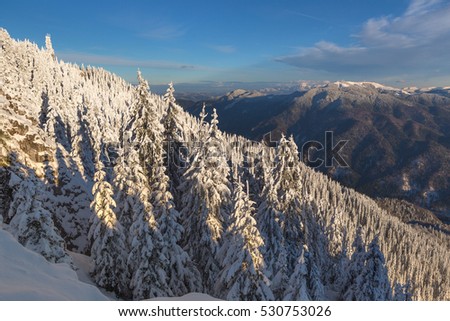 Beautiful winter mountain landscape. On the lawn covered with snow the nice trees are standing poured with snowflakes in frosty winter day. Carpathian wild mountains. Romania