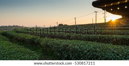Tea plantation in sunset time. Nature background