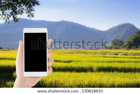 woman use mobile phone and organic rice field as background