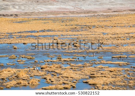 Vado Rio Putana in Atacama Desert, Chile.