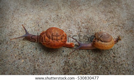 burgundy snails (Roman snail, edible snail, escargot) (Helix pomatia) on the road