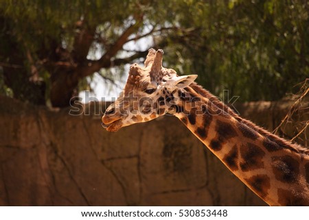 A head and neck portrait of a Rothschild's Giraffe.