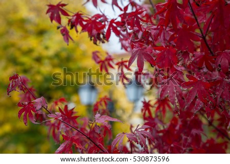 Autumn - beautiful trees with red and yellow leaves and lantern wrought iron