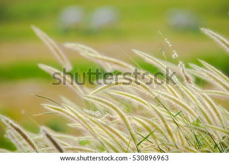 Khachon chop weed,GRAMINEAE, (Pennisetum setosum ) .yellow weed grass flower filed