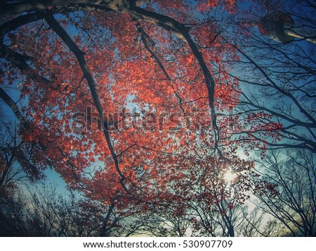 autumn tree in seoul