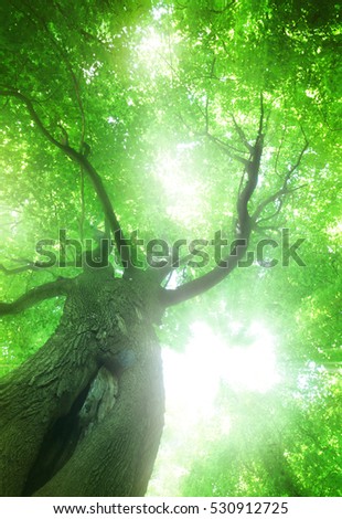 Forest trees. Sun and leaves