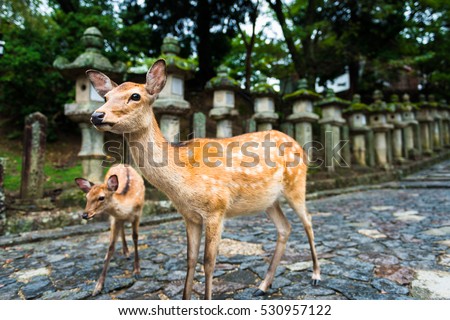 deer standing in front of the Stone lanterns in Kasuga-taisha shrine, Nara, Japan Royalty-Free Stock Photo #530957122