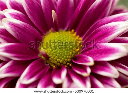 pink flower as background