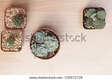 plant on wooden background 