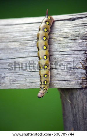 zoom photo of caterpillar