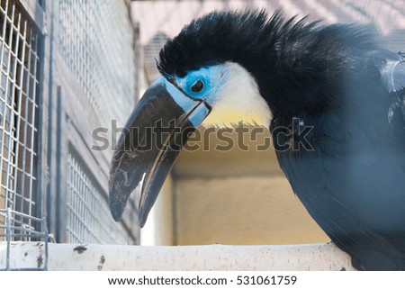 The channel-billed toucan (Ramphastos vitellinus)