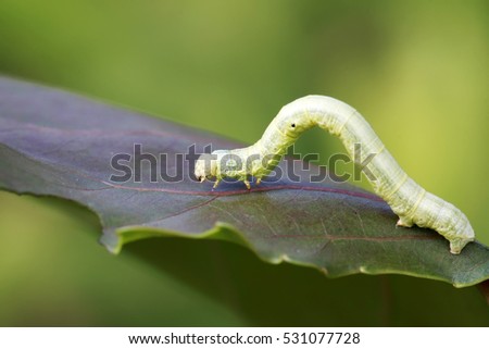 Geometridae on plant in the wild Royalty-Free Stock Photo #531077728