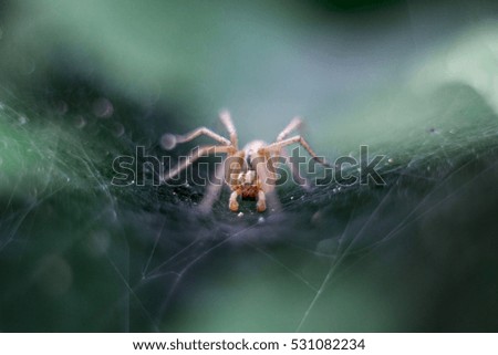 Little spider on sheet with his network macro picture on park