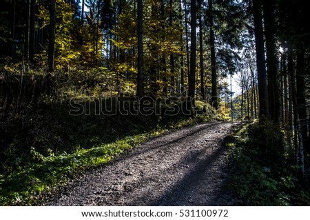 Forest path Royalty-Free Stock Photo #531100972