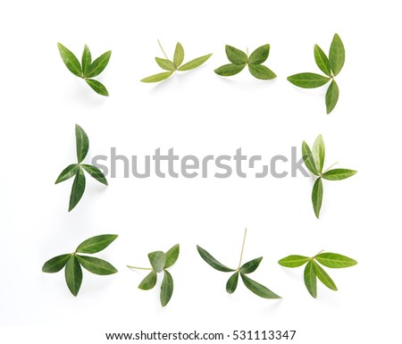 Frame with green leaves on white background.