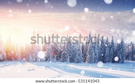 Mysterious landscape majestic mountains in winter. Magical snow covered tree. Photo greeting card. Bokeh light effect, soft filter. Carpathian Ukraine.