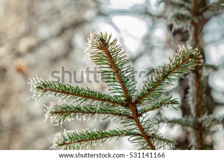 frosted spruce covered with snow