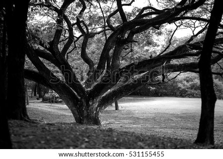 Black and white picture of Big tree with branches