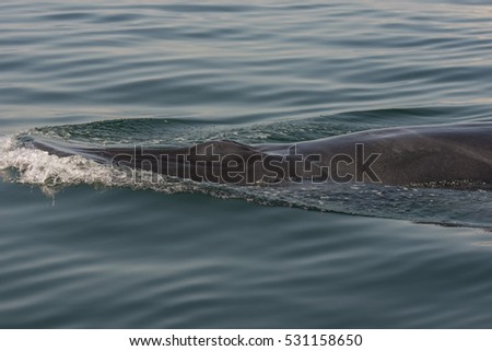 Bryde's whale 019