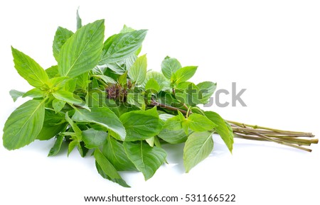 Sweet basil leaves Isolated on white background Royalty-Free Stock Photo #531166522