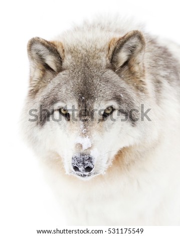 Timber wolf or Grey Wolf (Canis lupus) closeup isolated on white background walking in the winter snow in Canada	

