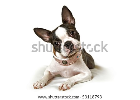 boston terrier on a white background