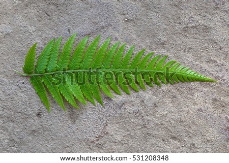  Fern leaf on wall background