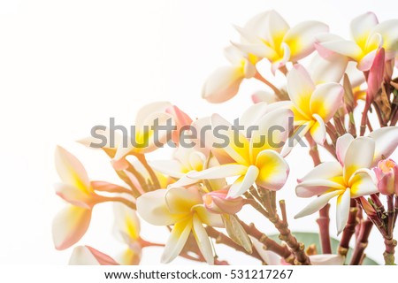 Close up Lan thom flower, Beautiful white flower in thailand
